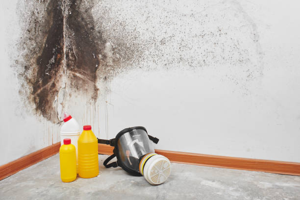 Mold Removal Process in Rossville, IL