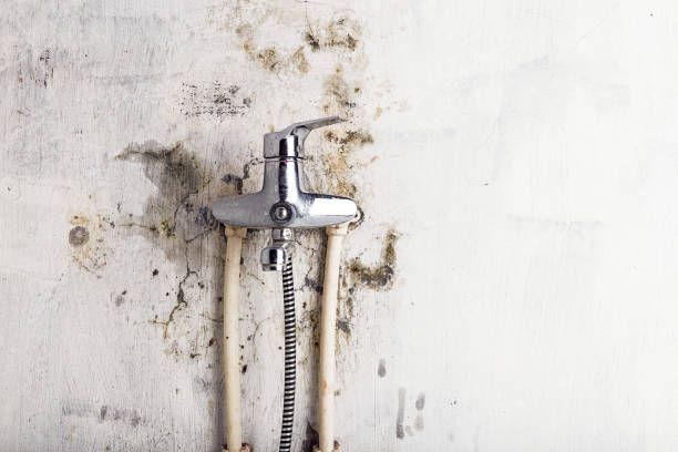 Best Residential Mold Removal  in Rossvle, IL