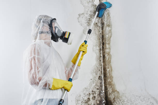 Attic Mold Removal in Rossville, IL