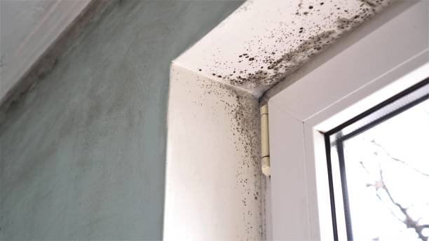 Home Mold Removal in Rossville, IL