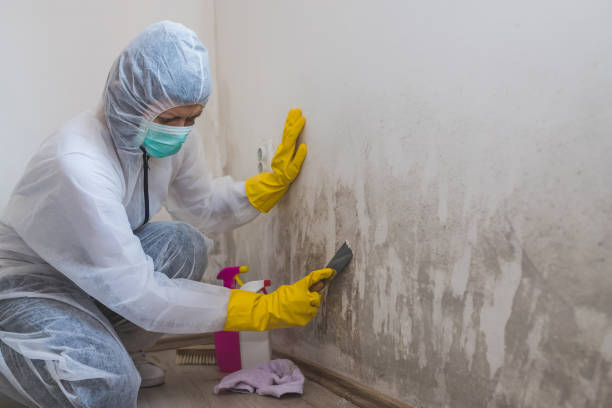 Crawl Space Mold Removal in Rossville, IL