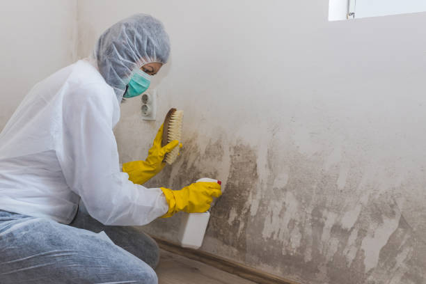 Best Mold Testing  in Rossvle, IL