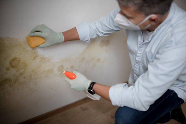 Reliable Rossville, IL Mold Removal Solutions