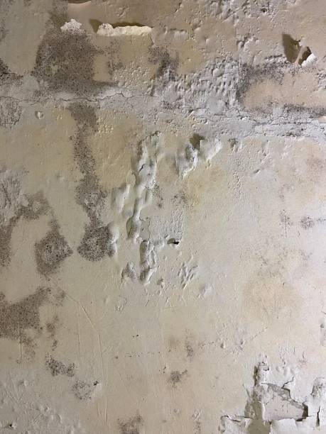 Best Home Mold Removal  in Rossvle, IL