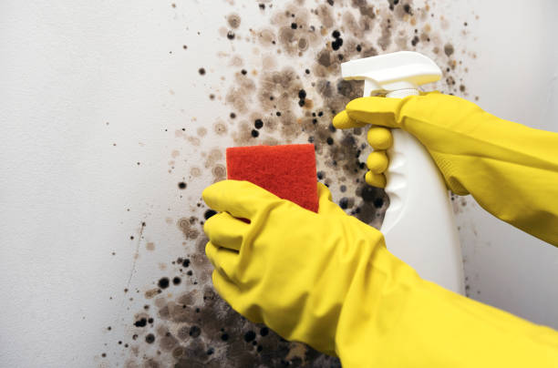 Best Office Mold Removal Services  in Rossvle, IL