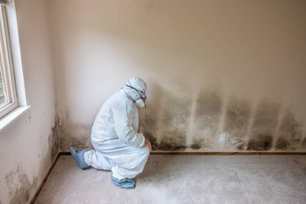 Best Local Mold Removal Service  in Rossvle, IL