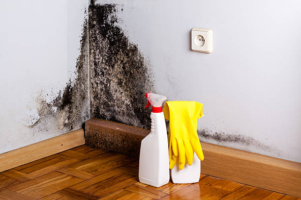 Best Mold Cleaning Services  in Rossvle, IL