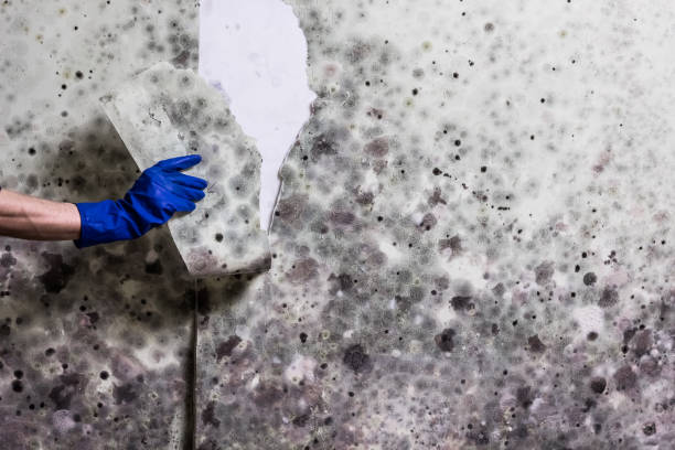 Best Mold Removal Near Me  in Rossvle, IL