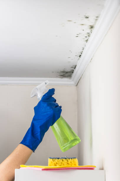 Best Professional Mold Removal  in Rossvle, IL