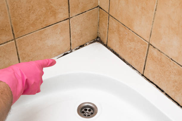 Best Best Mold Removal Companies  in Rossvle, IL